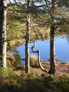 Fyrish lochan 2