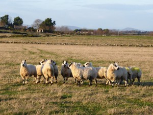 Shandwick sheep