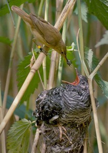 2. Beathachadh -Reed-warbler feeds cuckoo