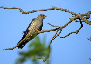 4.  a' laighe - perching