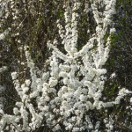 Blackthorn-Sgìtheach-dubh