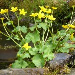 Marsh-marigold-Beàrnan-Bealltainn