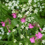 Red-Campion-cow-parsley-Lus-nan-ròis-costag-fhiadhain