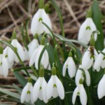 Snowdrops, Gealagan-làir