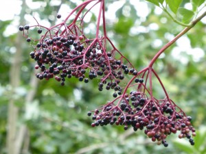 caora-dhromain - elderberry